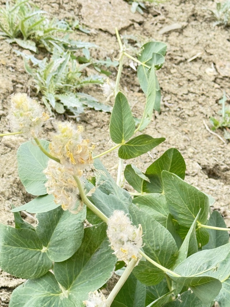Astragalus terrae-rubrae photo 3
