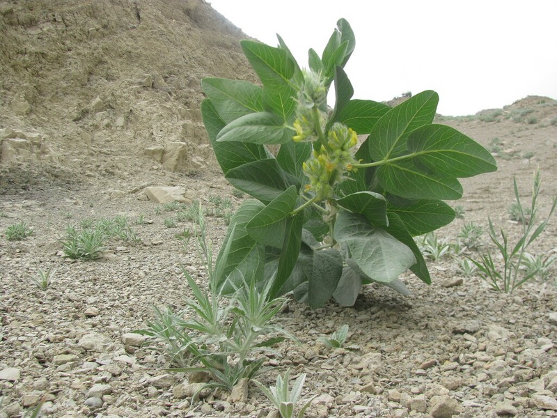 Astragalus terrae-rubrae photo 4