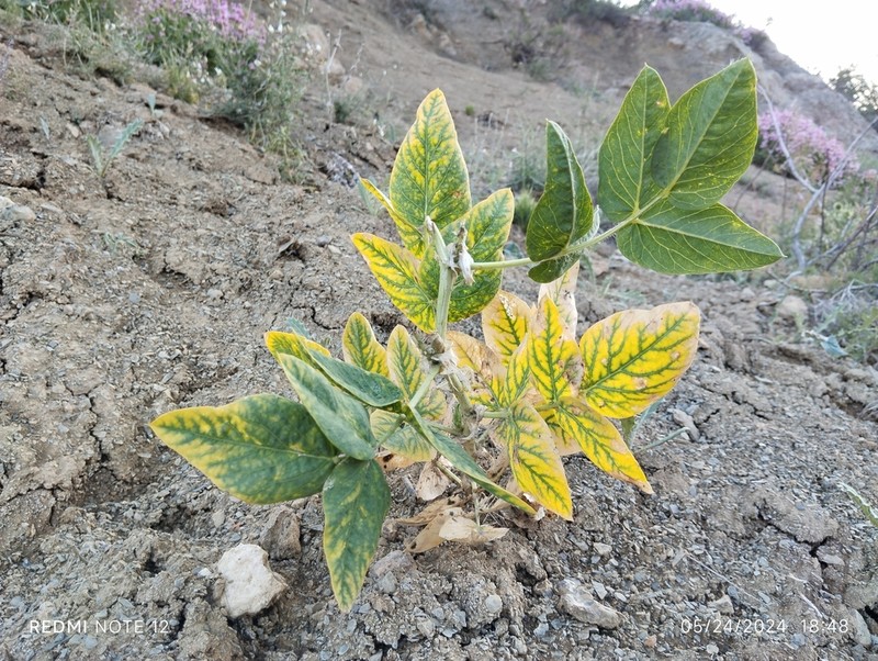 Astragalus terrae-rubrae photo 5