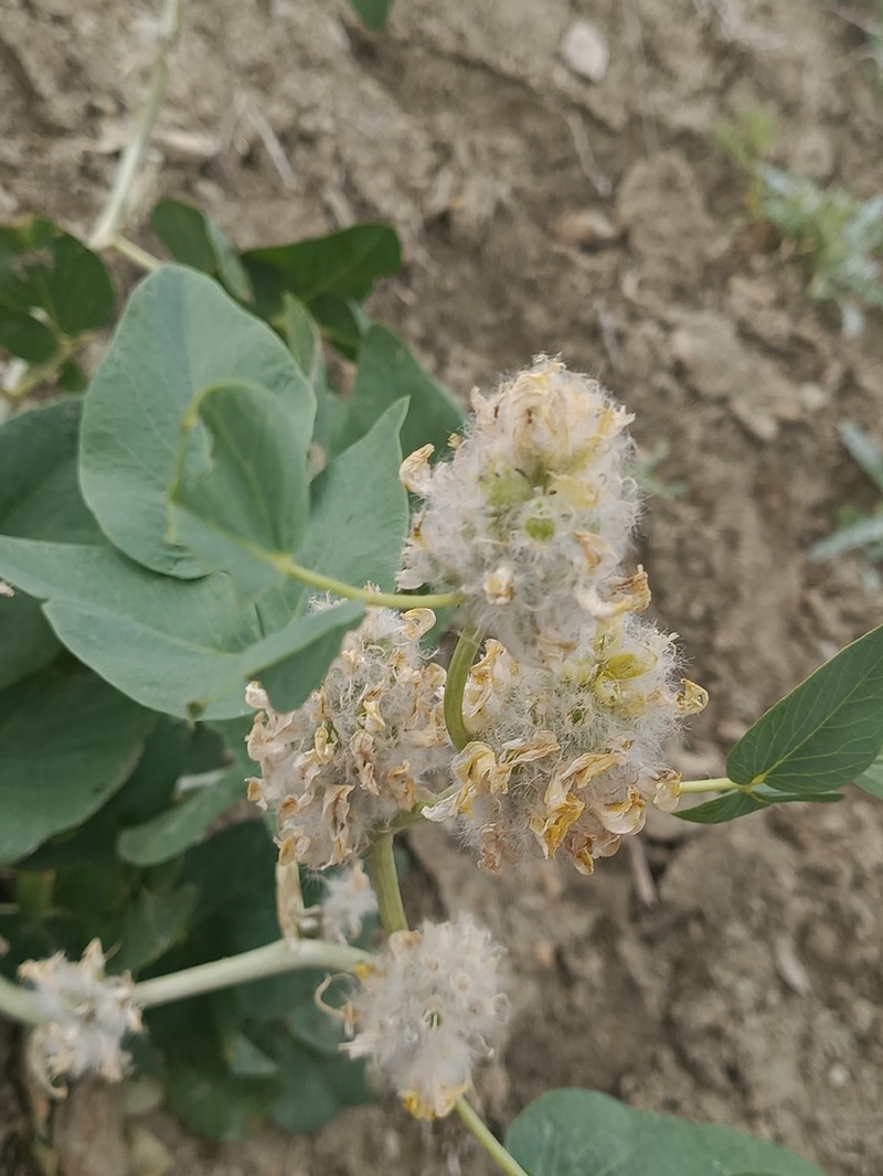 Astragalus terrae-rubrae photo 6
