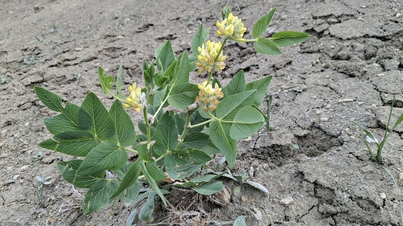 Astragalus terrae-rubrae photo 7