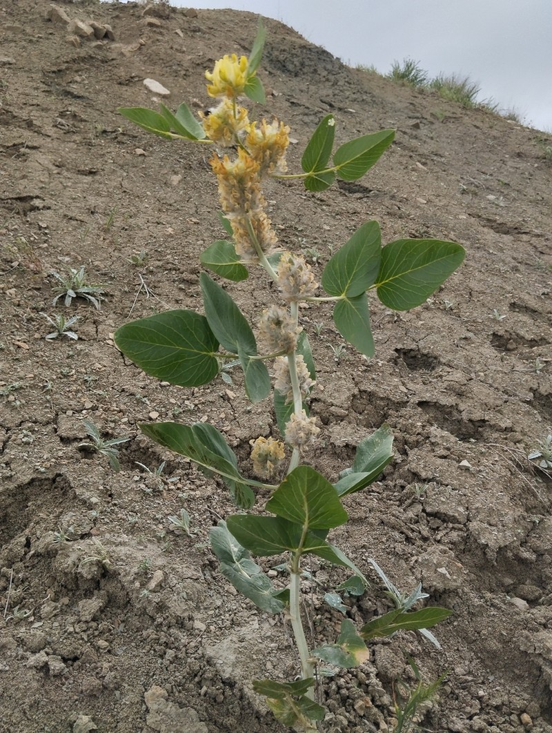 Astragalus terrae-rubrae photo 8