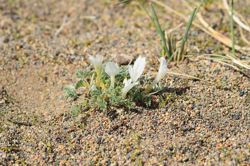 Astragalus teskhemicus