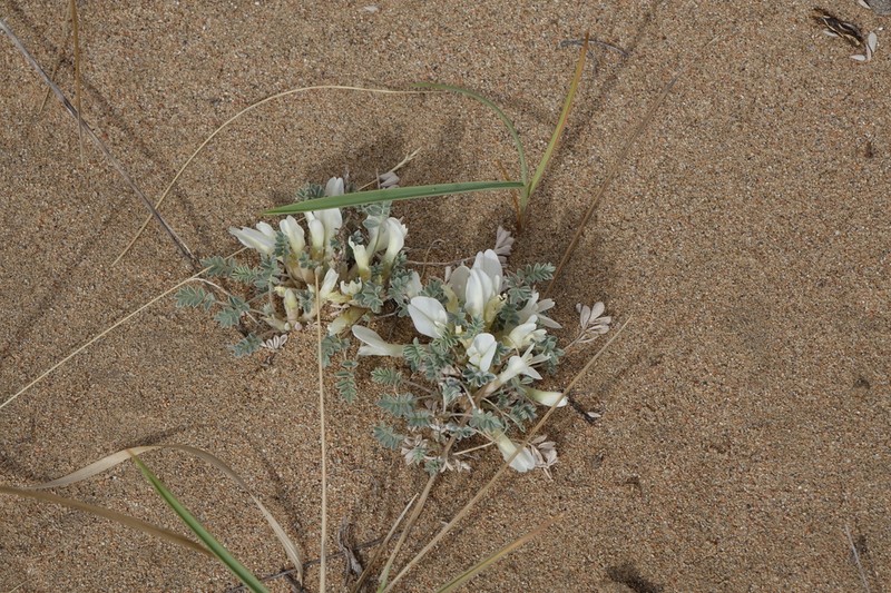 Astragalus teskhemicus photo 2
