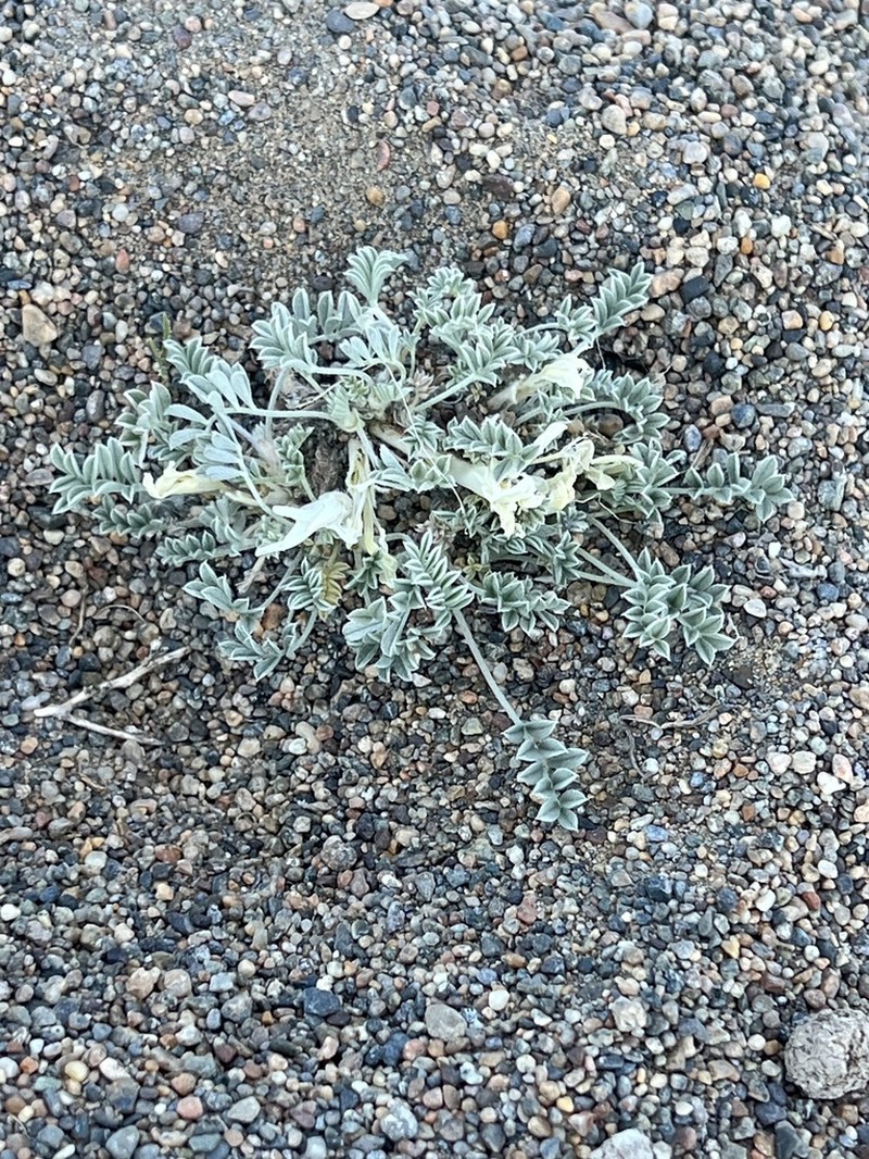 Astragalus teskhemicus photo 3