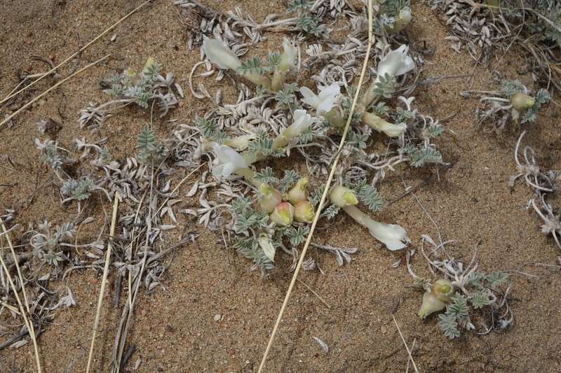 Astragalus teskhemicus photo 4