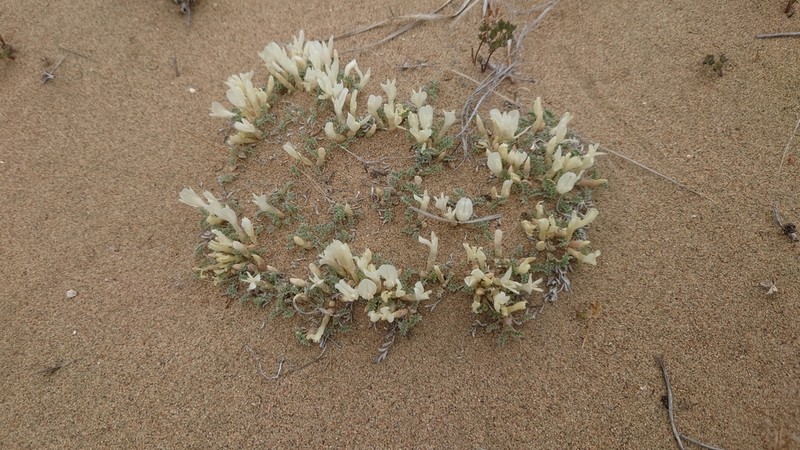 Astragalus teskhemicus photo 5
