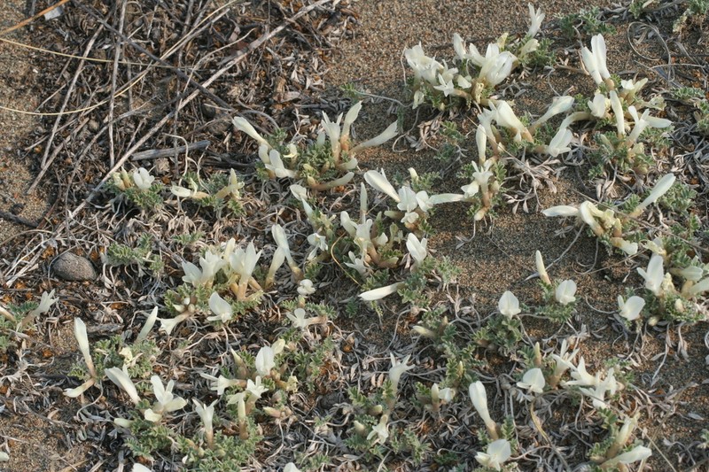 Astragalus teskhemicus photo 6