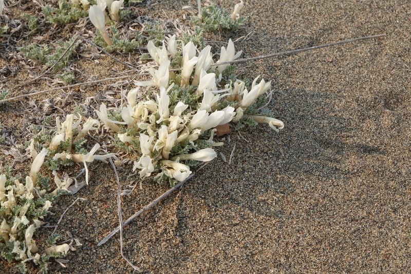 Astragalus teskhemicus photo 7