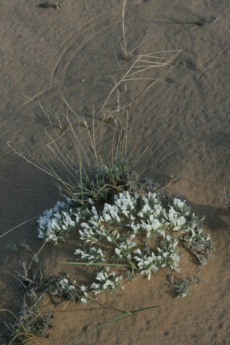 Astragalus teskhemicus photo 8