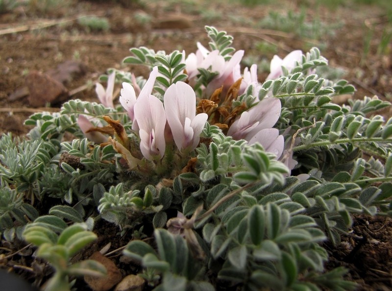 Astragalus testiculatus