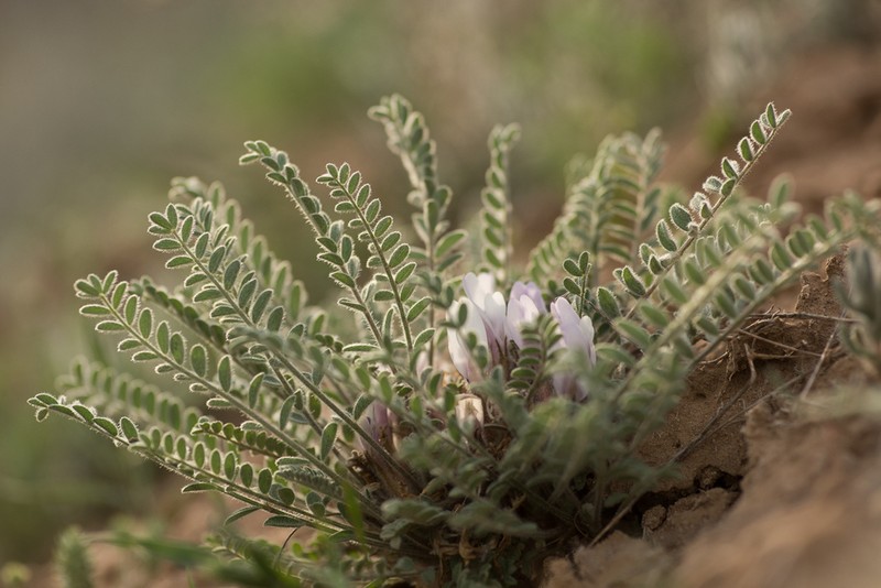 Astragalus testiculatus photo 2