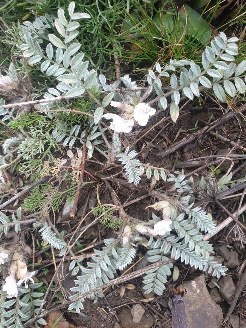 Astragalus testiculatus photo 3