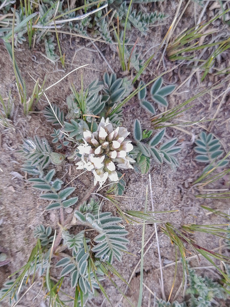 Astragalus testiculatus photo 4