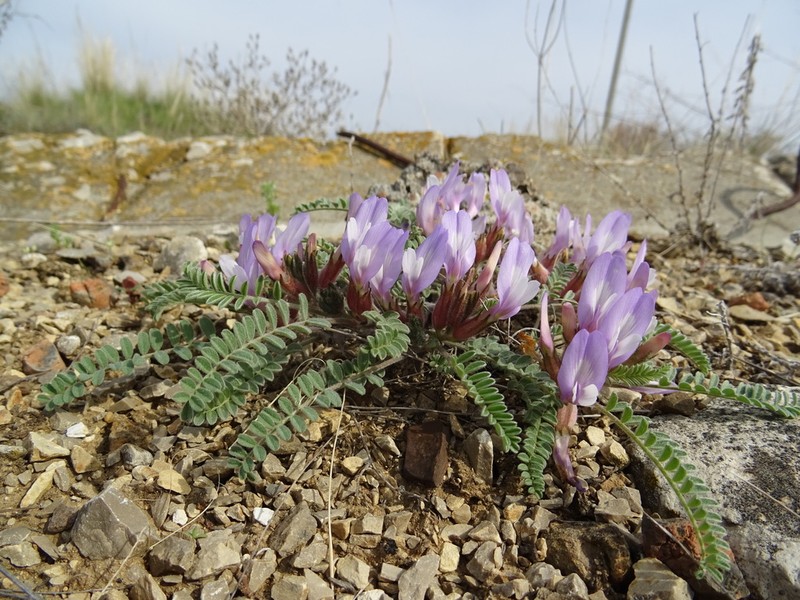 Astragalus testiculatus photo 5