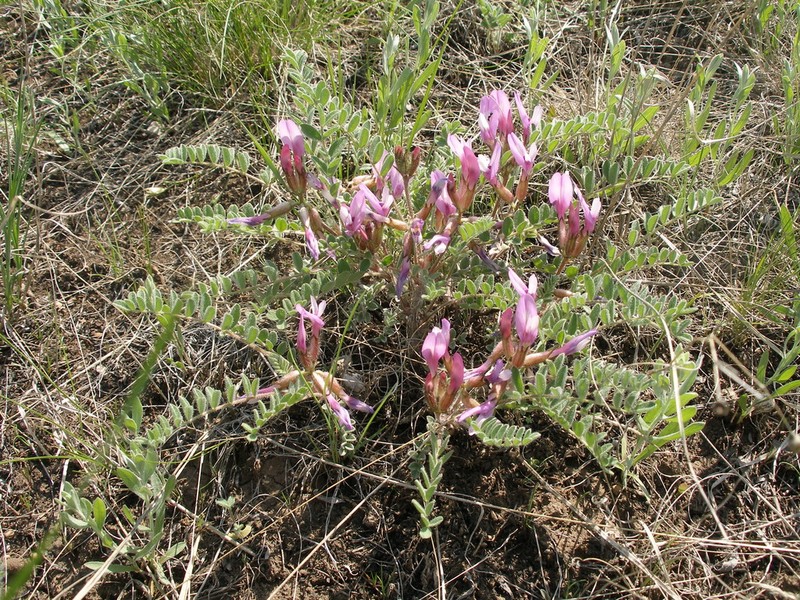 Astragalus testiculatus photo 6