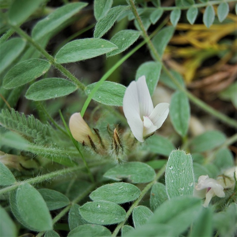 Astragalus testiculatus photo 7