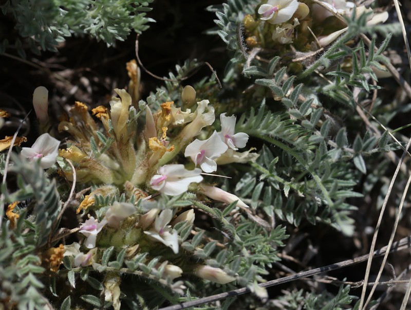 Astragalus testiculatus photo 8