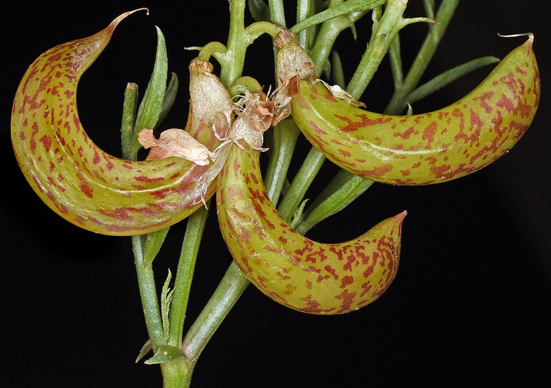 Fourwing Milkvetch