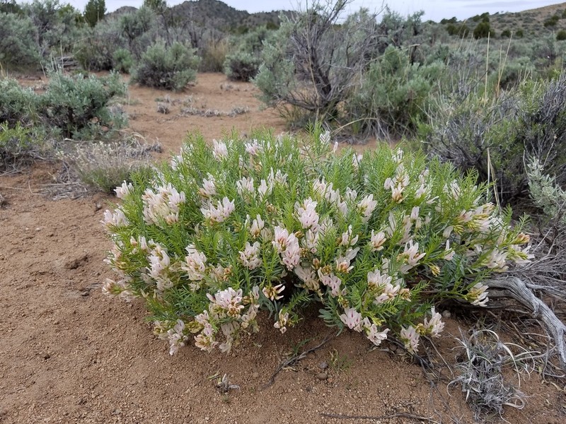 Fourwing Milkvetch photo 2