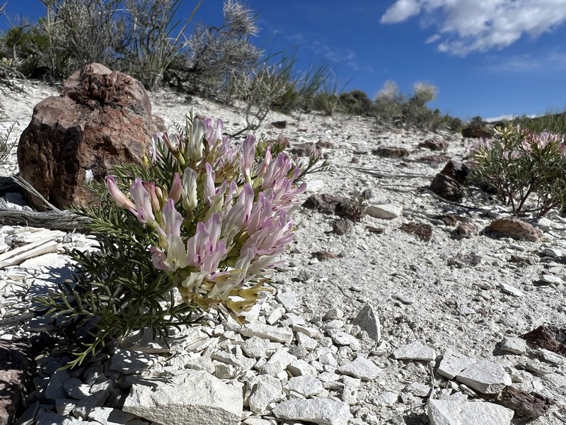 Fourwing Milkvetch photo 3