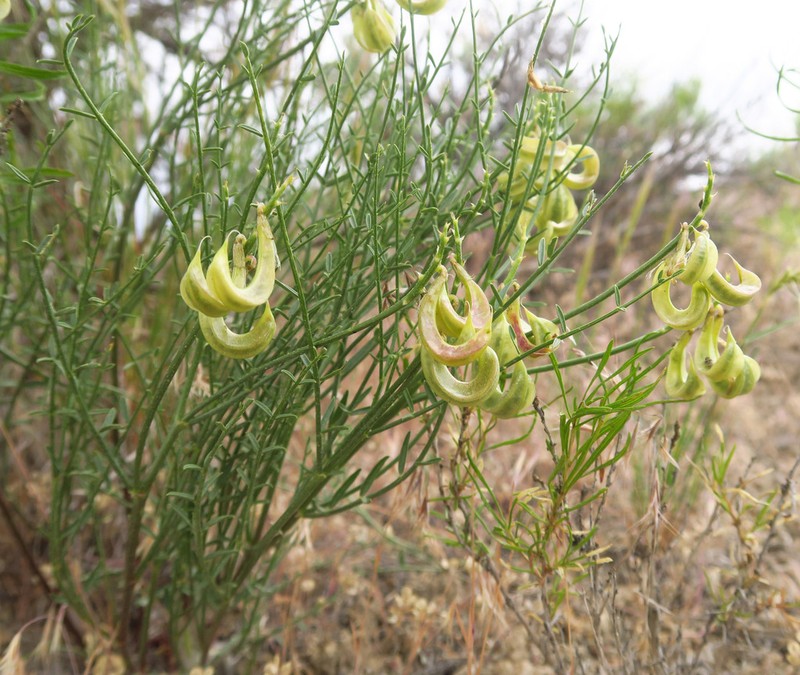 Fourwing Milkvetch photo 5