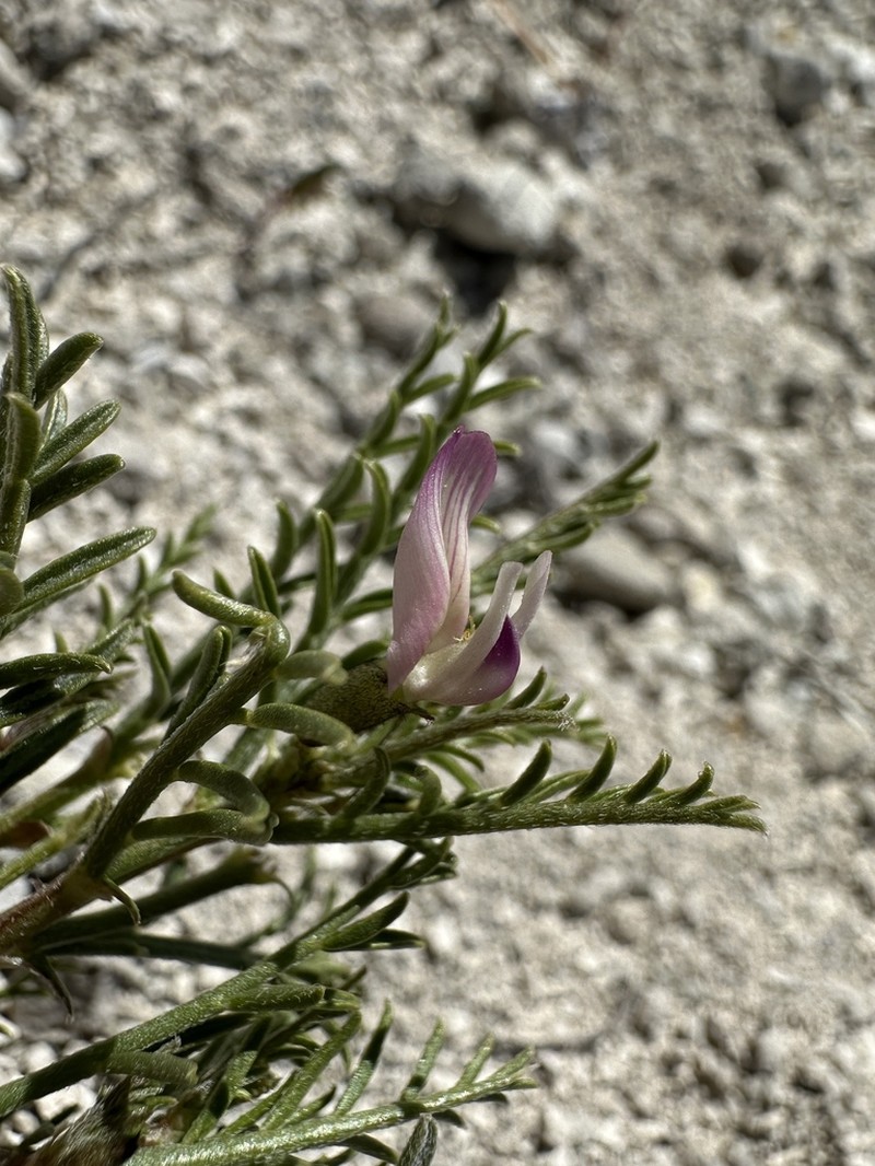 Fourwing Milkvetch photo 6