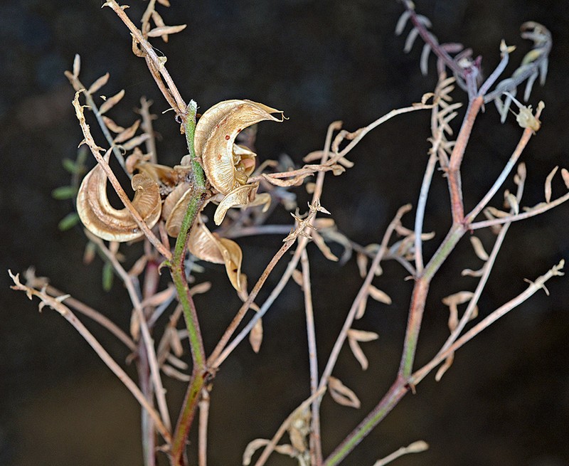 Fourwing Milkvetch photo 7