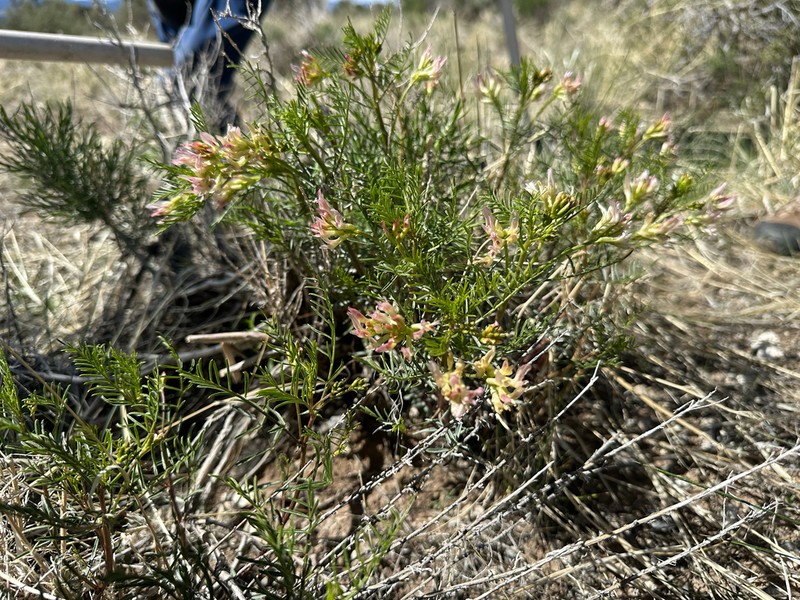Fourwing Milkvetch photo 8