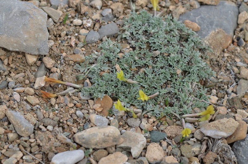 Astragalus tetrastichus photo 2