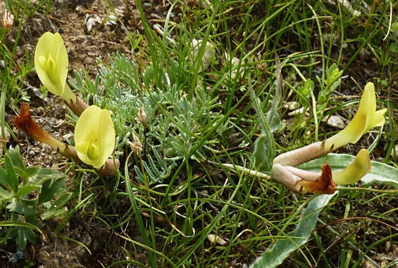 Astragalus tetrastichus photo 3