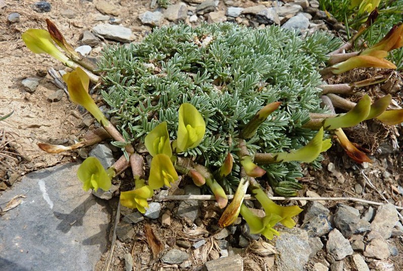 Astragalus tetrastichus photo 6