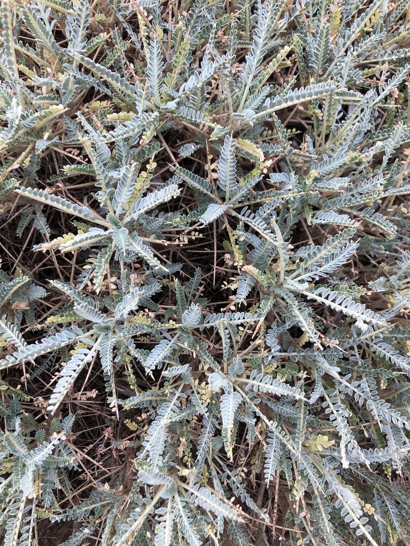 Astragalus thermensis