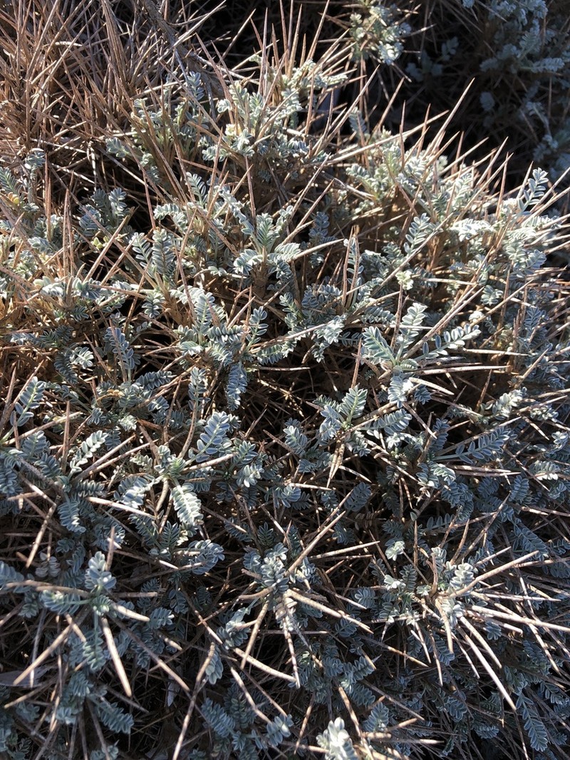 Astragalus thermensis photo 2