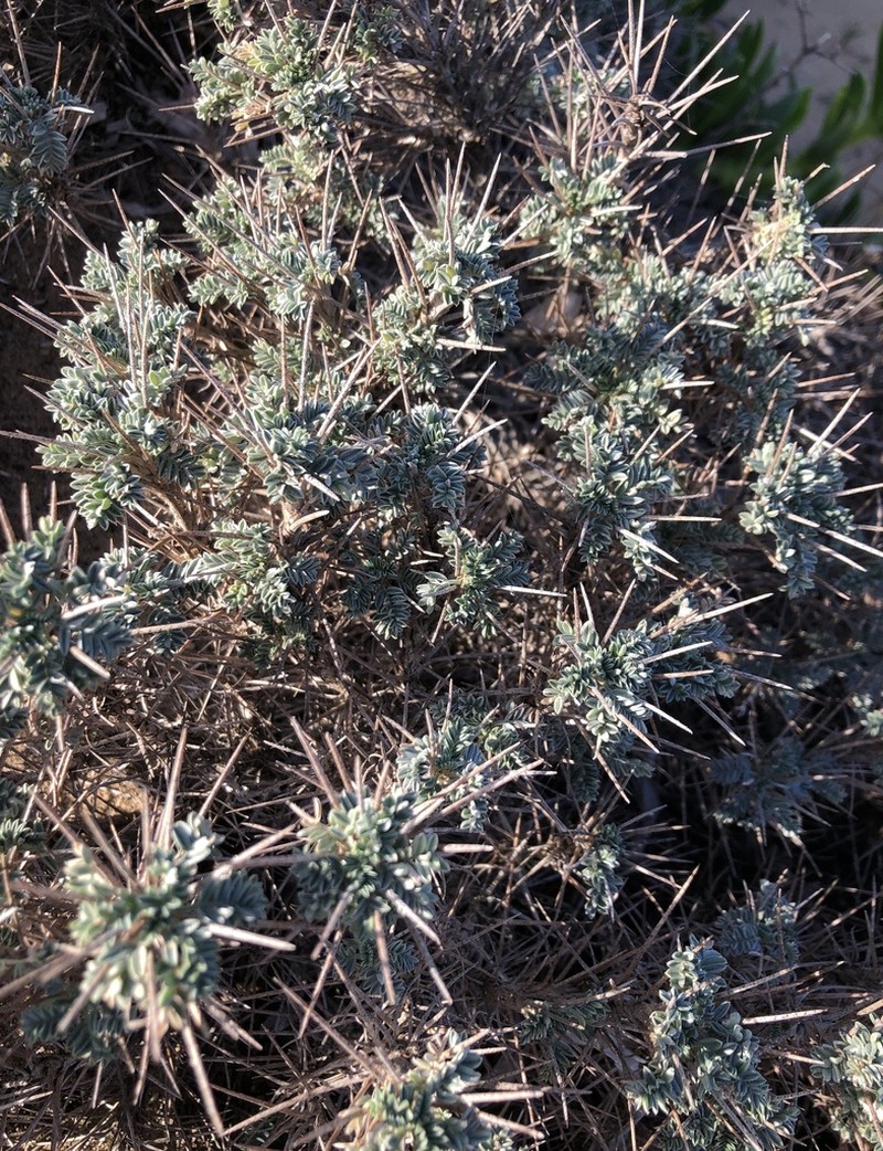 Astragalus thermensis photo 3