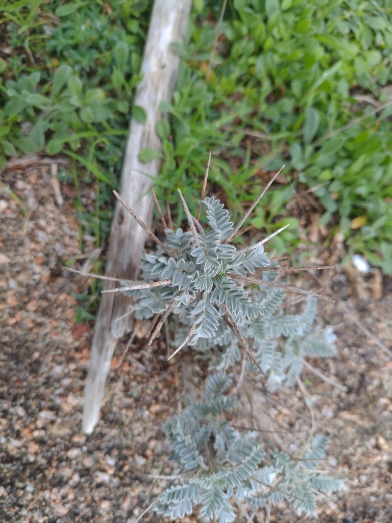 Astragalus thermensis photo 4
