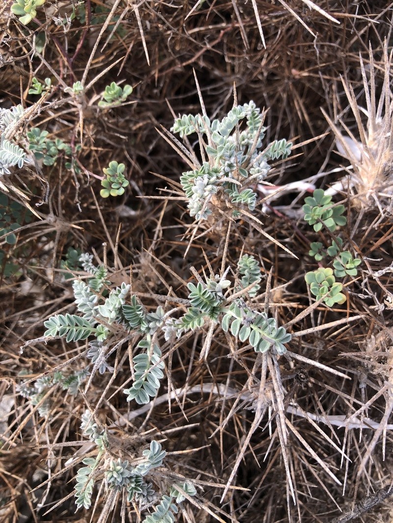 Astragalus thermensis photo 5