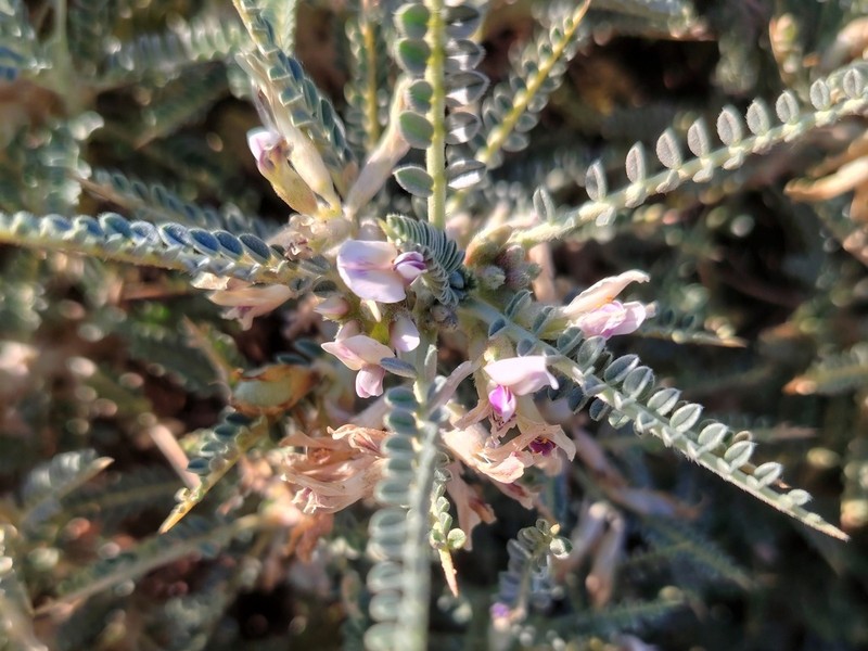 Astragalus thermensis photo 6