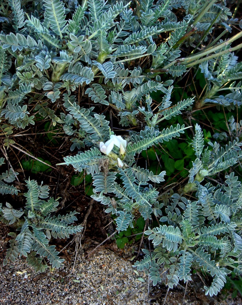 Astragalus thermensis photo 7