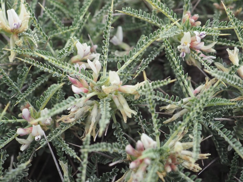 Astragalus thermensis photo 8