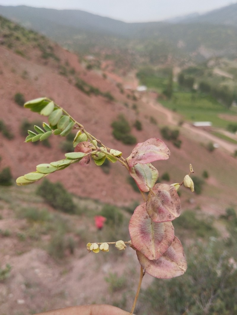 Astragalus thlaspi