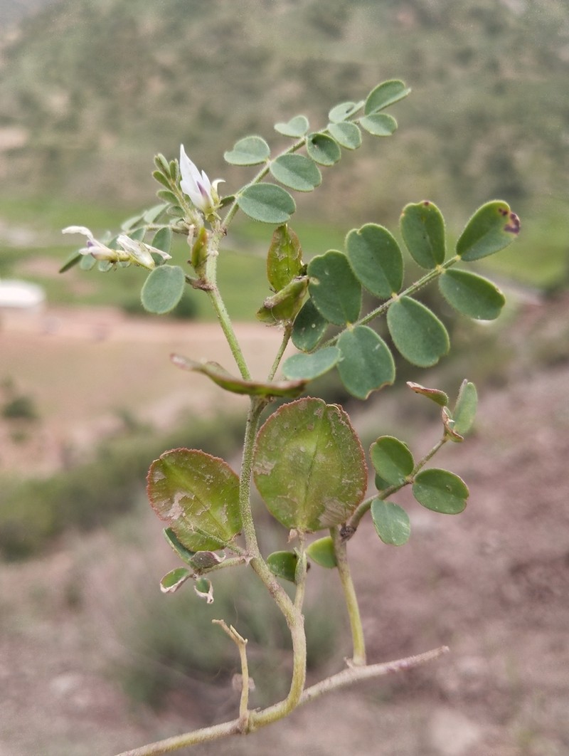 Astragalus thlaspi photo 2
