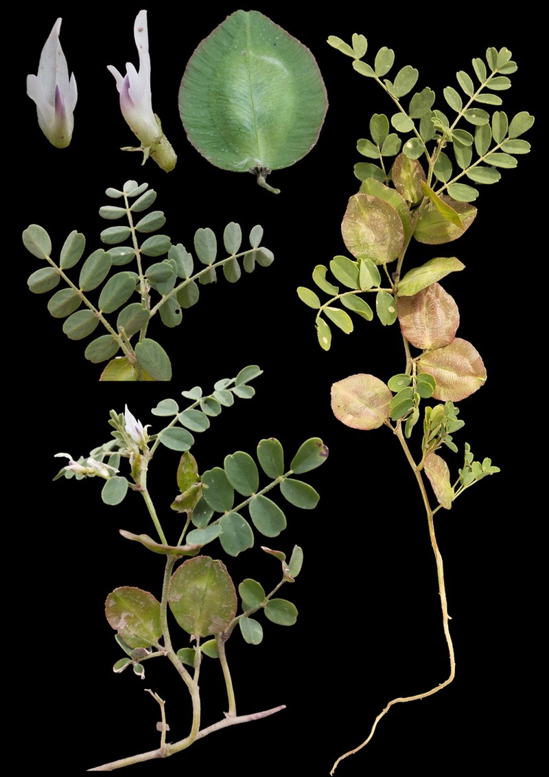 Astragalus thlaspi photo 3