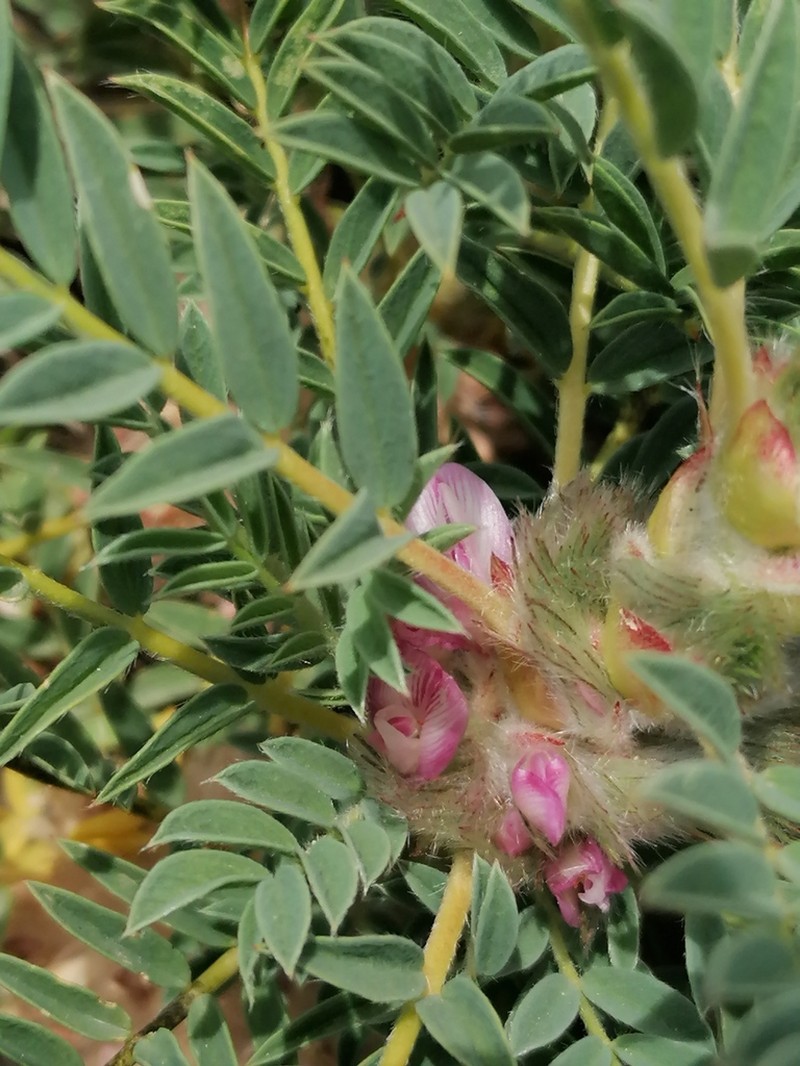 Astragalus thracicus