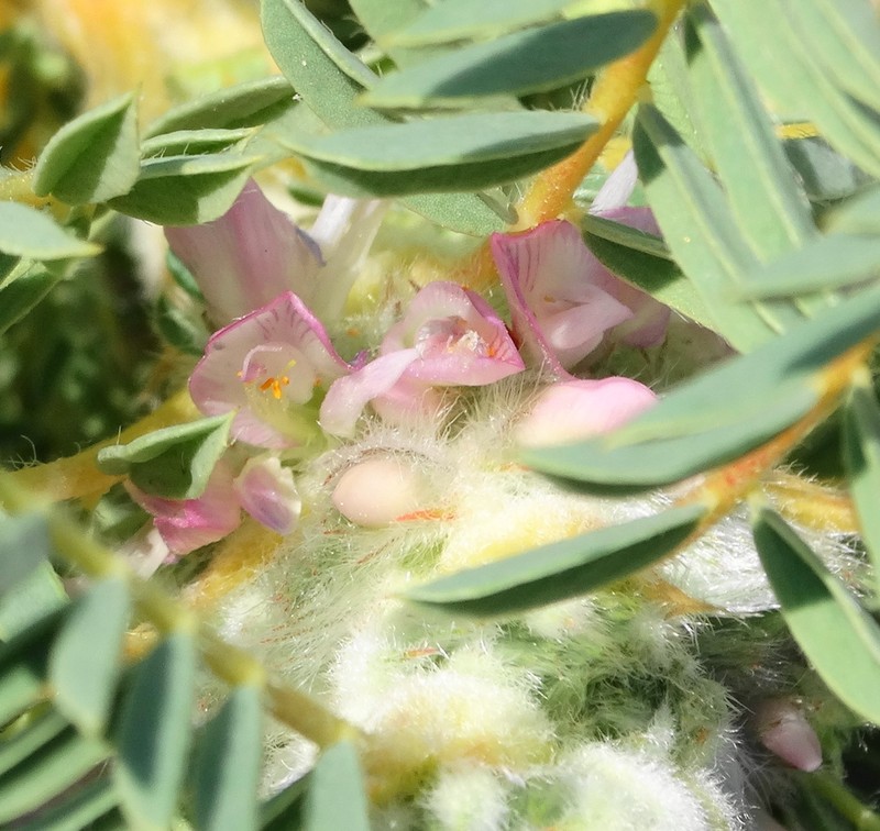Astragalus thracicus photo 2