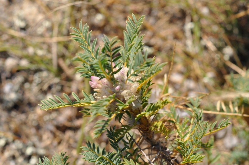 Astragalus thracicus photo 3