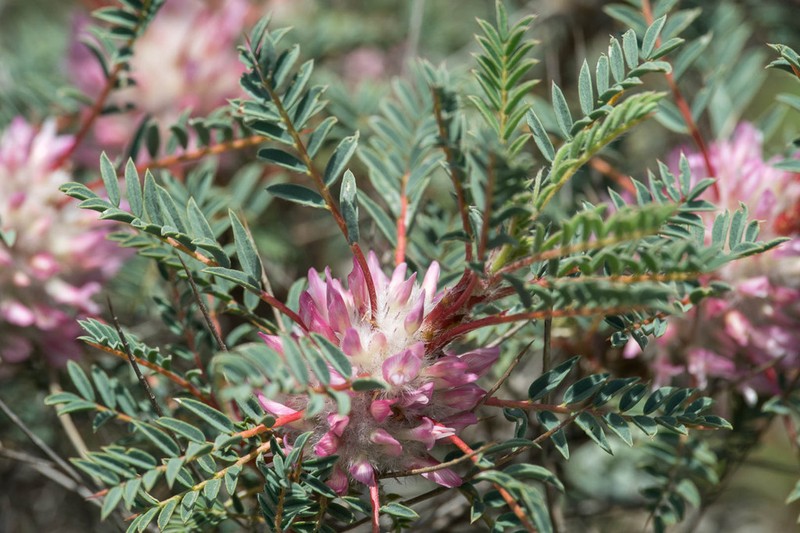 Astragalus thracicus photo 4