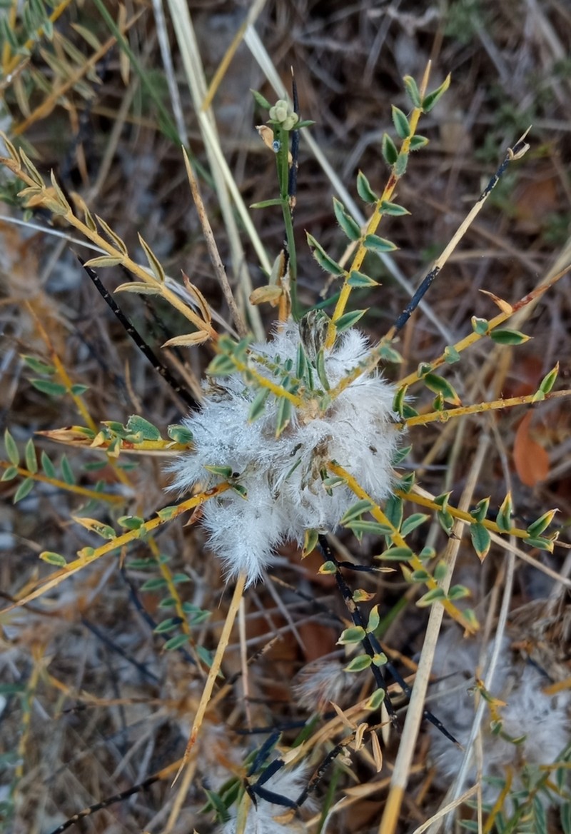 Astragalus thracicus photo 5