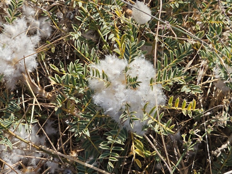Astragalus thracicus photo 6