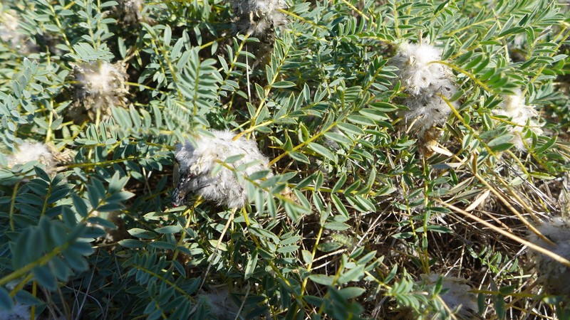 Astragalus thracicus photo 7